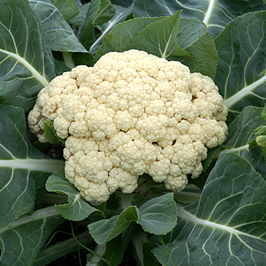 カリフラワー