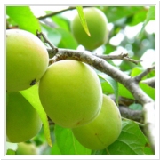 栄養豊かな完熟梅