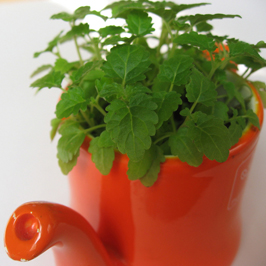 ハーブ特集:ハーブを育てよう！