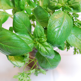 ハーブ特集:ハーブを「検定」でおさらいしよう！