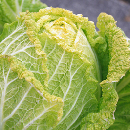 冬の食材特集:旬の食材検定でおさらいしよう！